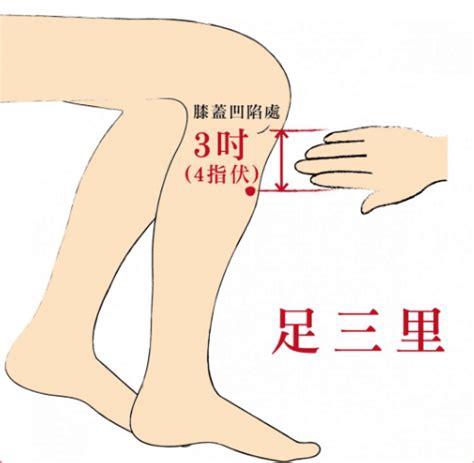 足山里 穴位|【按按穴位。完美圖解】足三里 增強免疫力、保健脾胃